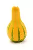 Cushaw Squash