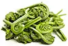 Ferigi fiddlehead