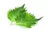 Shiso Frunze