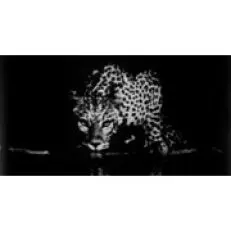 Colecția Taittinger Taittinger de Sebastiao Salgado