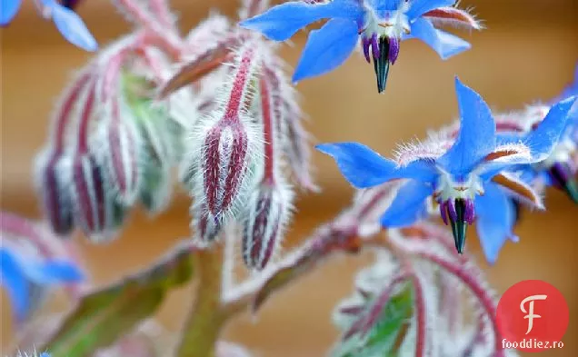 Morcov De Vară Murat, Gravalax De Somon Și Borage