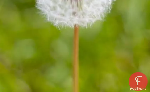 Conserve De Păpădie