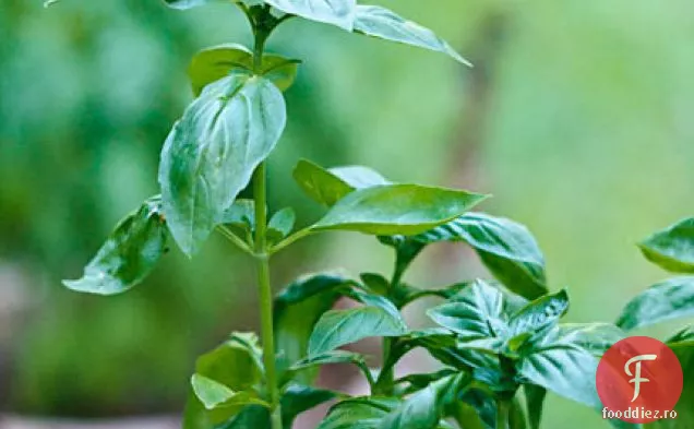 Pesto Primavera Paste