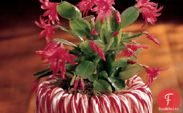 Candy Cane Plantator