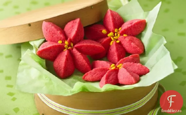 Flori De Zmeură Poinsettia