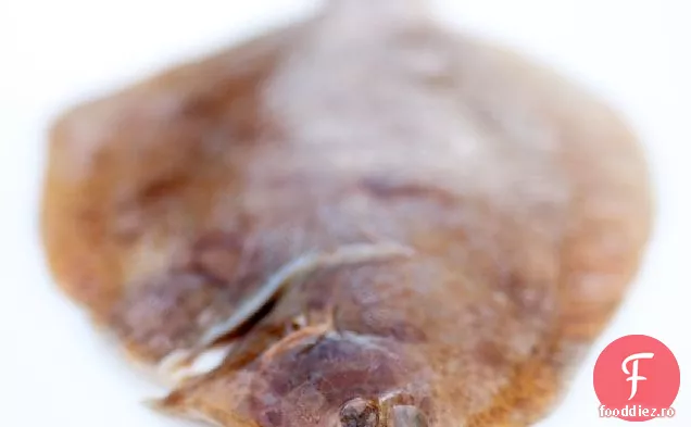 Talpă De Lămâie, Cicoare Și Cocole