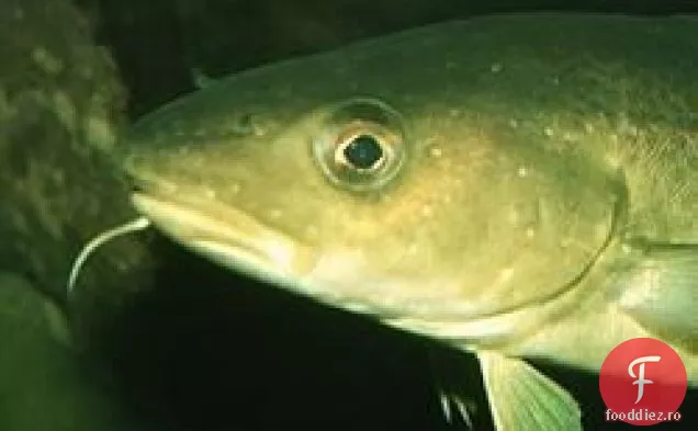 Clasic bască Bacalao Vizca Electna de Baha electiva Biscaya