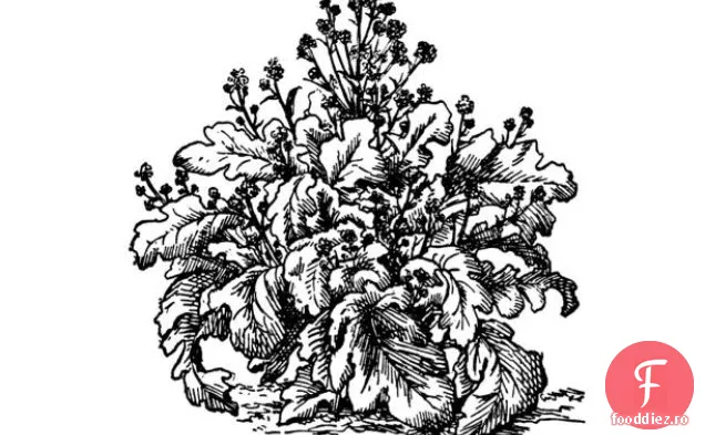 Salată Crunchy Dulce De Broccoli Craisin