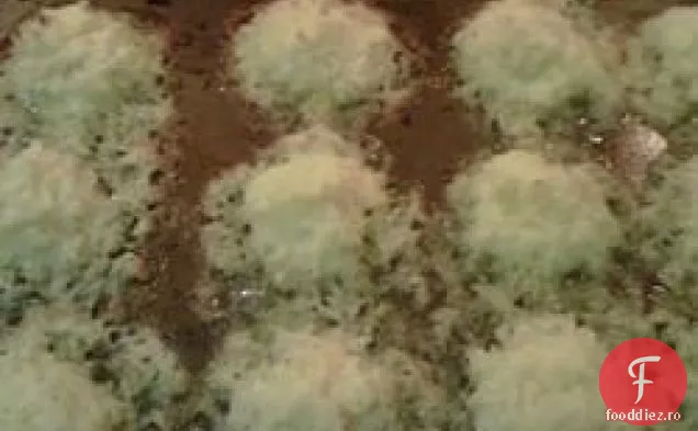 Munții Coconut