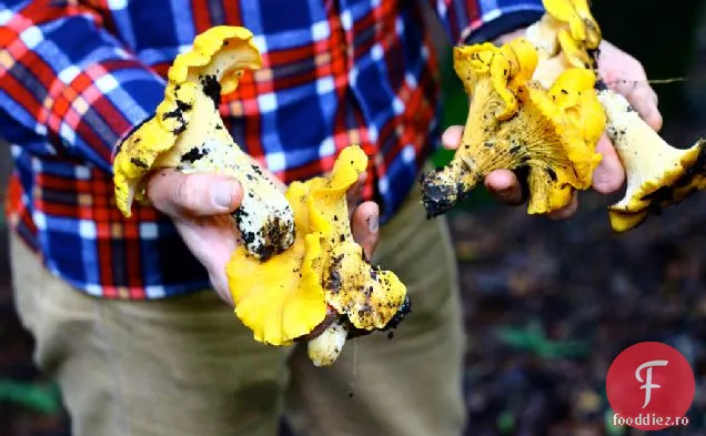 Pâine Prăjită Chanterelle