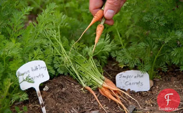 Rețetă De Morcovi De Primăvară Cu Mentă Și Quinoa