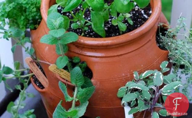 Pesto De Pătrunjel De Nucă