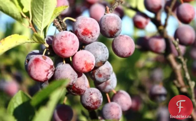 Jeleu De Prune De Plajă