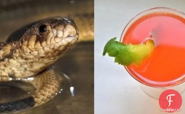 Cocktail tribut pentru cocteilul Cobra Straight Up al Grădinii Zoologice din Bronx